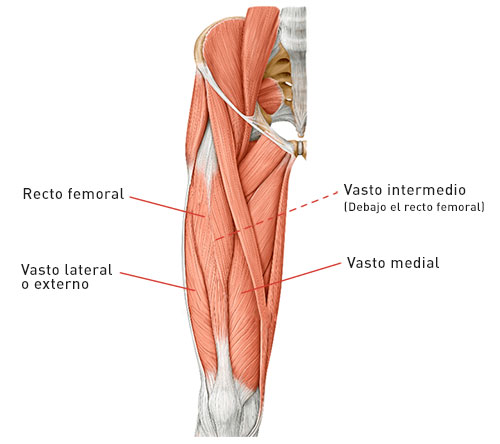 Musculatura rodilla